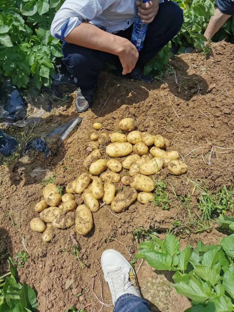 土豆兴佳中薯，荷兰十五，大量上市中，可以代发，诚信合作