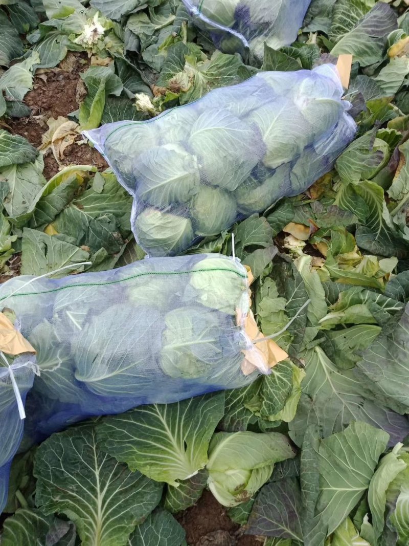 精品，圆包菜，旺旺系列大量上市，产地直供，欢迎采购咨询