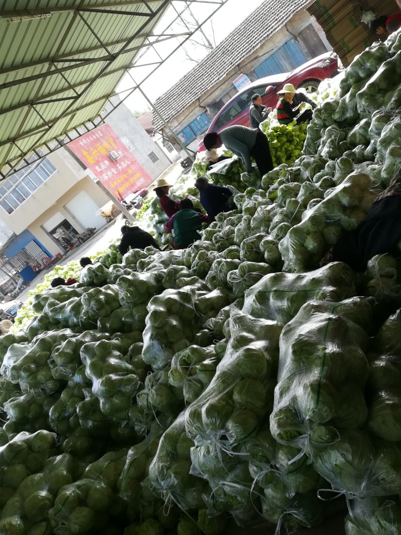 精品，圆包菜，旺旺系列大量上市，产地直供，欢迎采购咨询