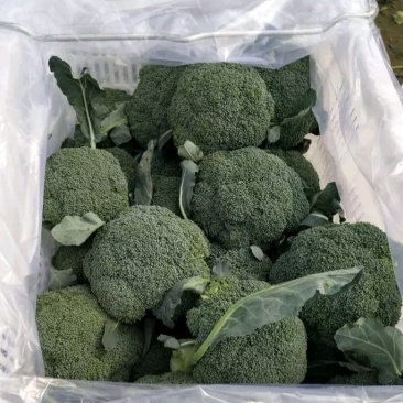 蔬菜基地直供，西兰花上市，品质可靠，欢迎采购