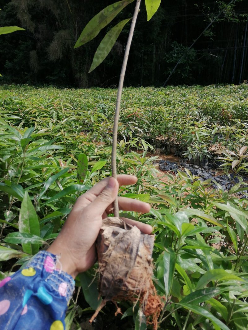 自家基地一手货源，产地直销，量大从优木荷防火线造林苗