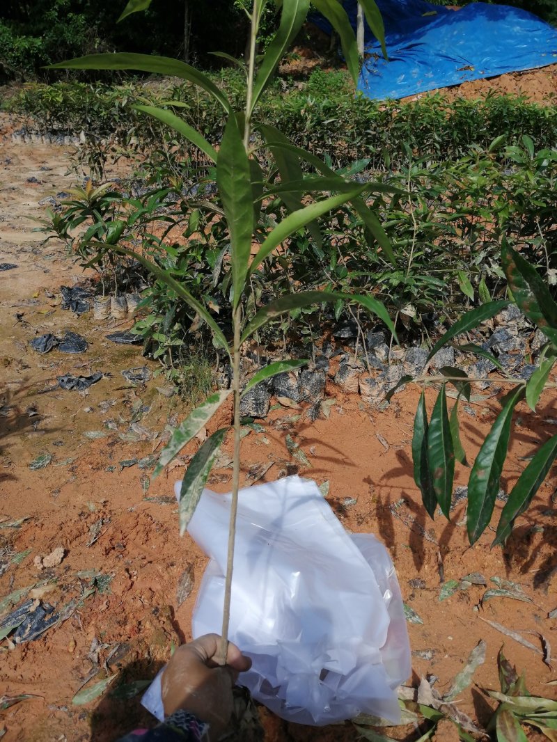 自家基地一手货源，产地直销，量大从优木荷防火线造林苗