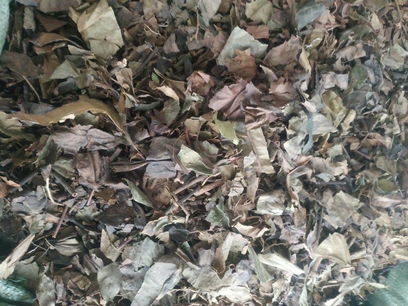 九节茶～肿节风～质量保证～质量好欢迎咨询采购