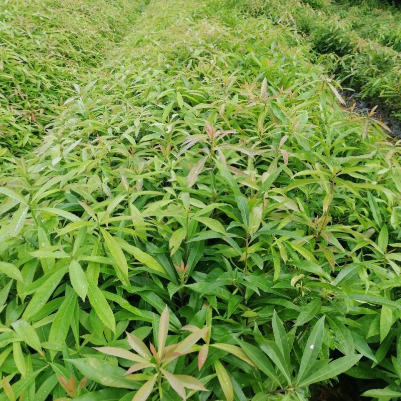 自家基地一手货源，产地直销，量大从优木荷防火线造林苗
