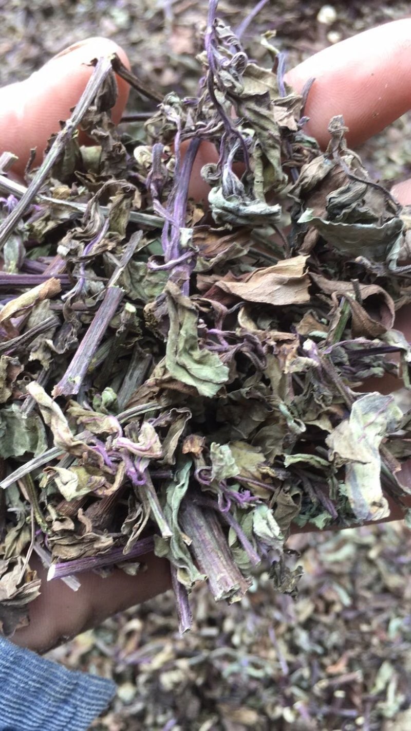 中药材猫须草肾茶新货无硫产地现货欢迎
