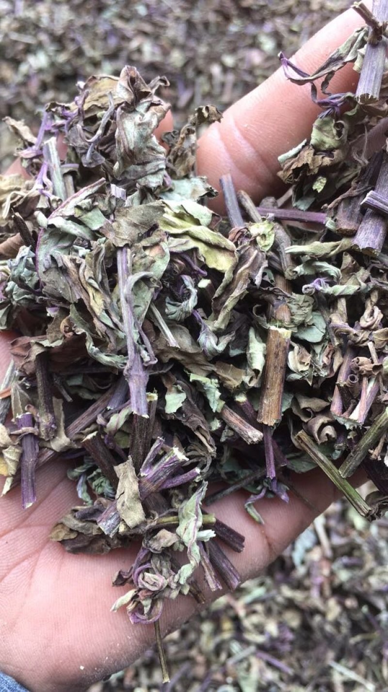 中药材猫须草肾茶新货无硫产地现货欢迎