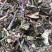 中药材猫须草肾茶新货无硫产地现货欢迎