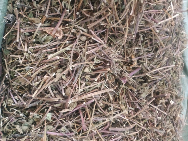 凉粉草～1公斤起售～质量保证~量大从优~