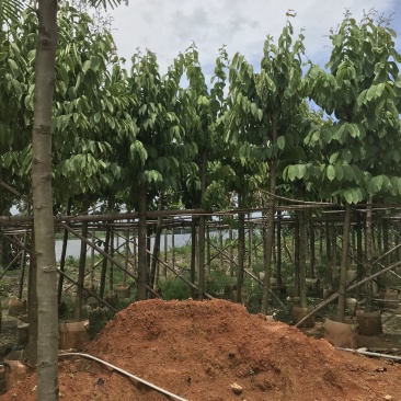 大量出售5-15公分大叶紫薇，货源充足，价格美丽。