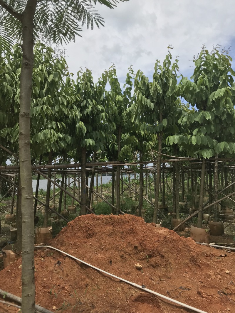大量出售5-15公分大叶紫薇，货源充足，价格美丽。