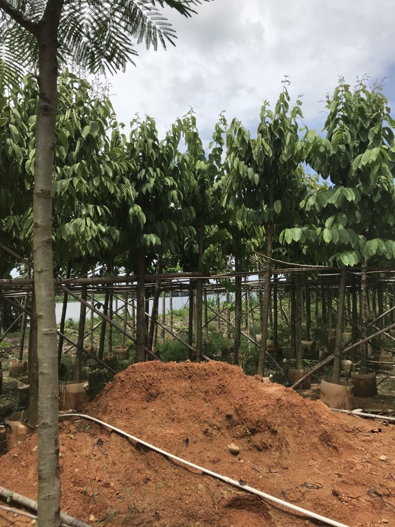 大量出售5-15公分大叶紫薇，货源充足，价格美丽。