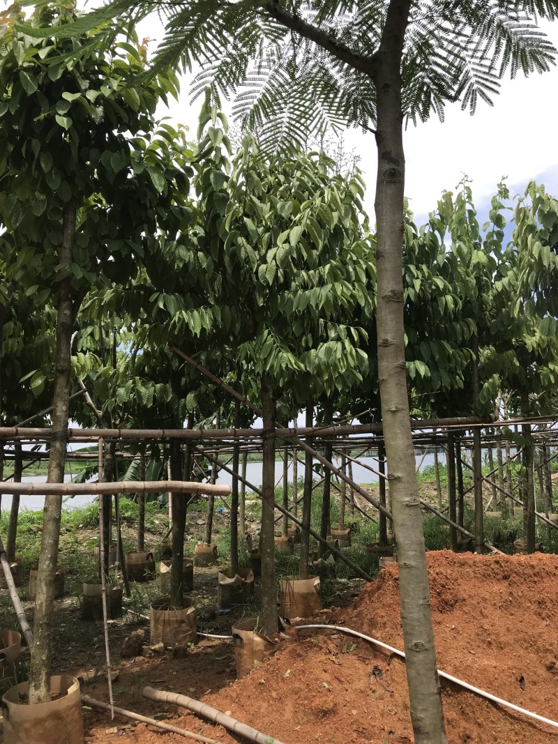 大量出售5-15公分大叶紫薇，货源充足，价格美丽。