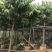 大量出售5-15公分大叶紫薇，货源充足，价格美丽。