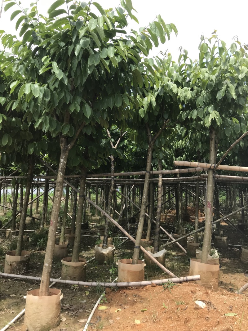 大量出售5-15公分大叶紫薇，货源充足，价格美丽。