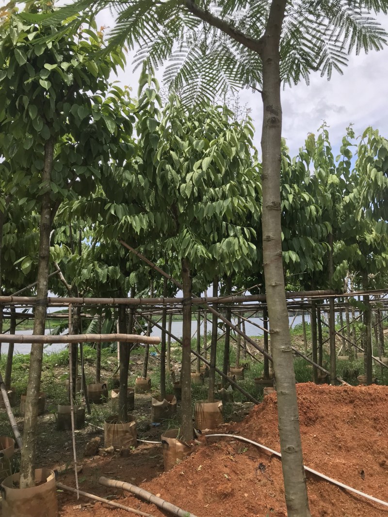 大量出售5-15公分大叶紫薇，货源充足，价格美丽。