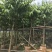 大量出售5-15公分大叶紫薇，货源充足，价格美丽。