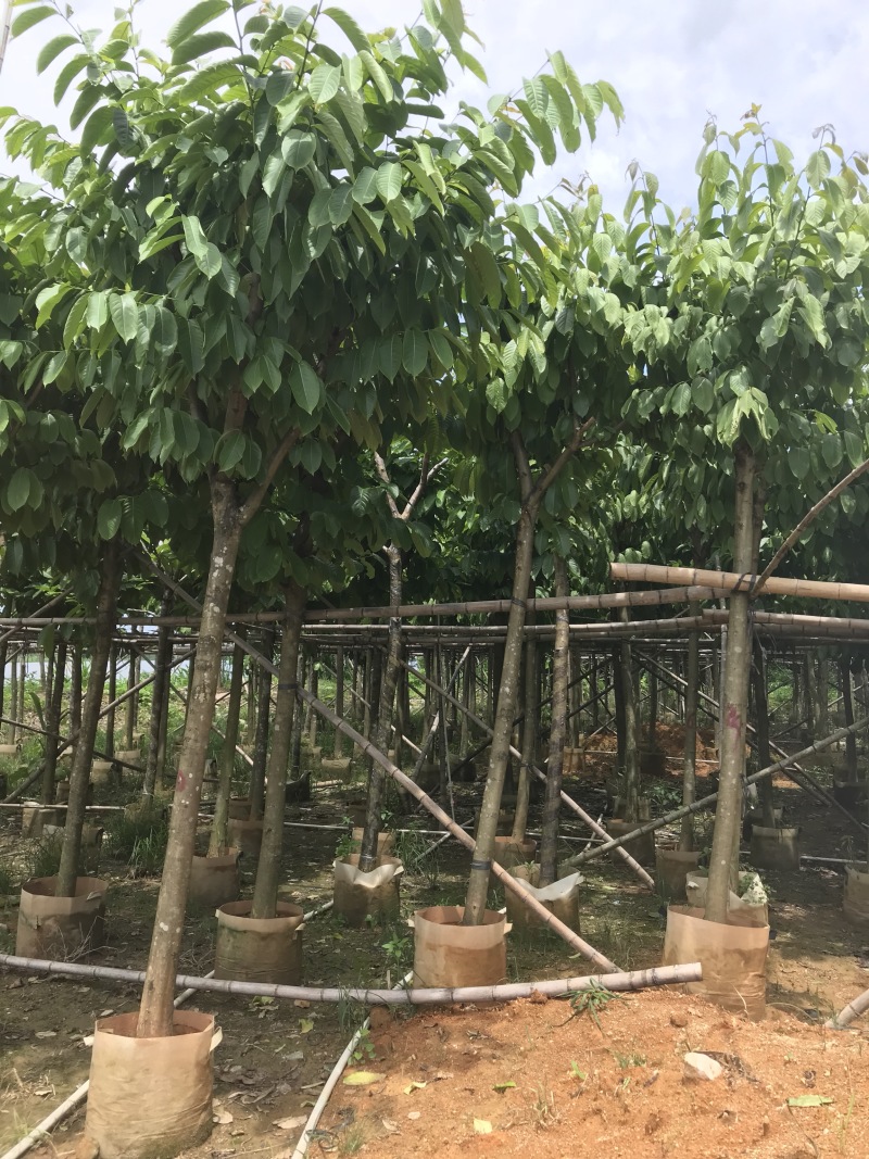 大量出售5-15公分大叶紫薇，货源充足，价格美丽。