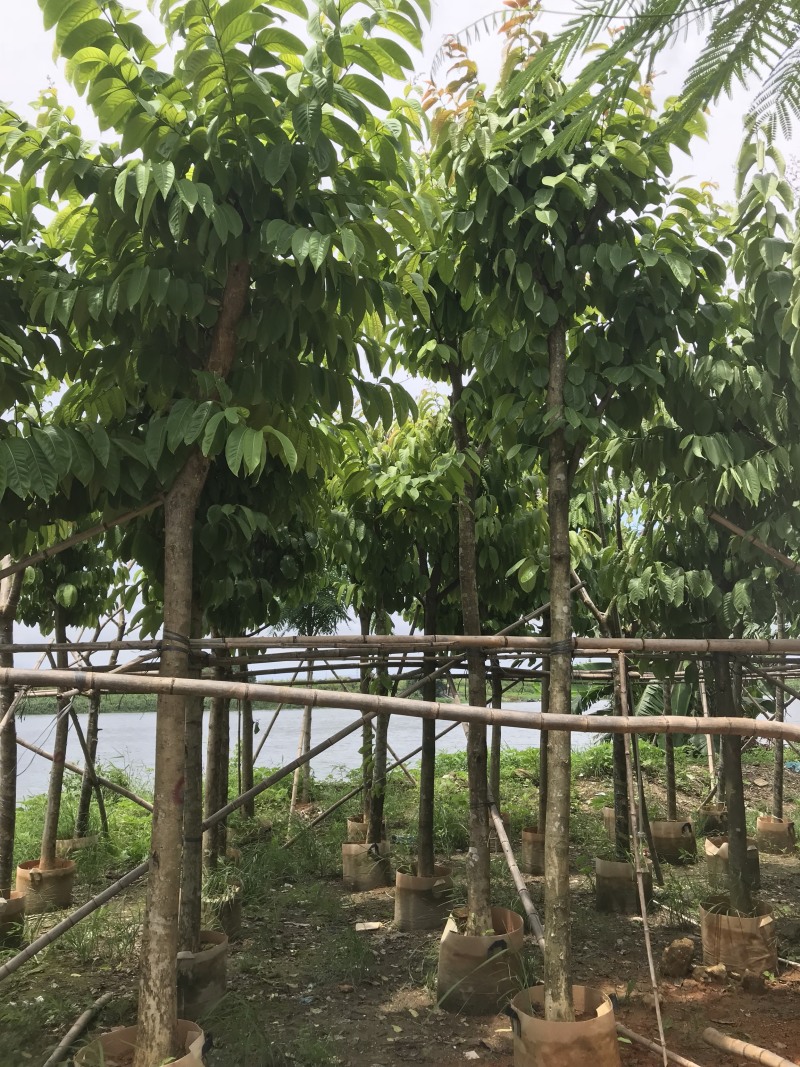 大量出售5-15公分大叶紫薇，货源充足，价格美丽。