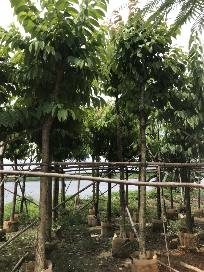 大量出售5-15公分大叶紫薇，货源充足，价格美丽。