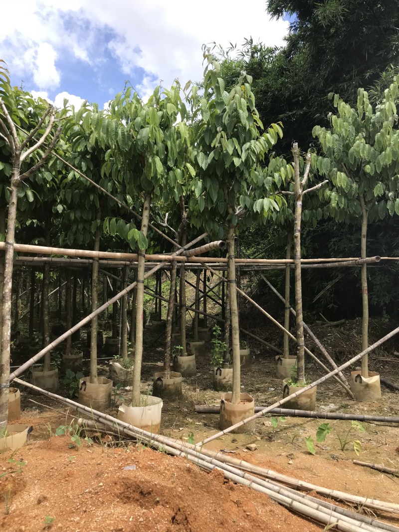 大量出售5-15公分大叶紫薇，货源充足，价格美丽。
