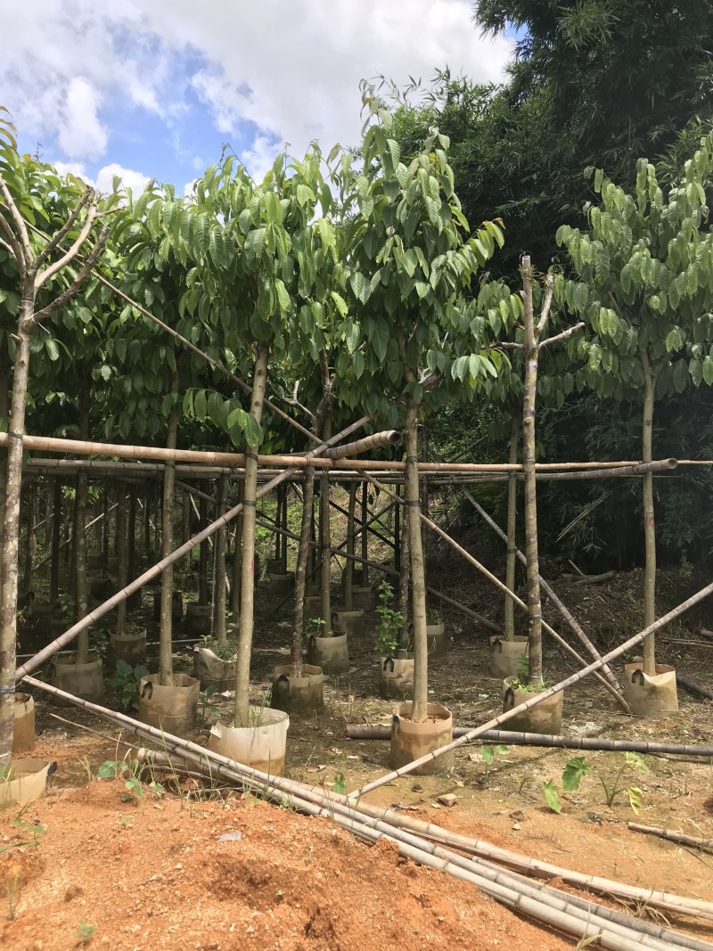 大量出售5-15公分大叶紫薇，货源充足，价格美丽。