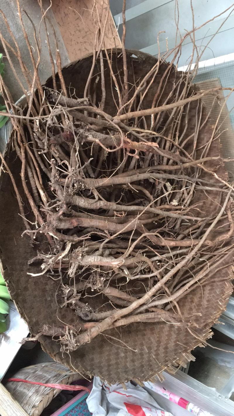 野生千斤拔（量大有优惠）