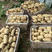 宜宾早藕，每天可供应3万斤，可装箱，可泥藕，洗藕