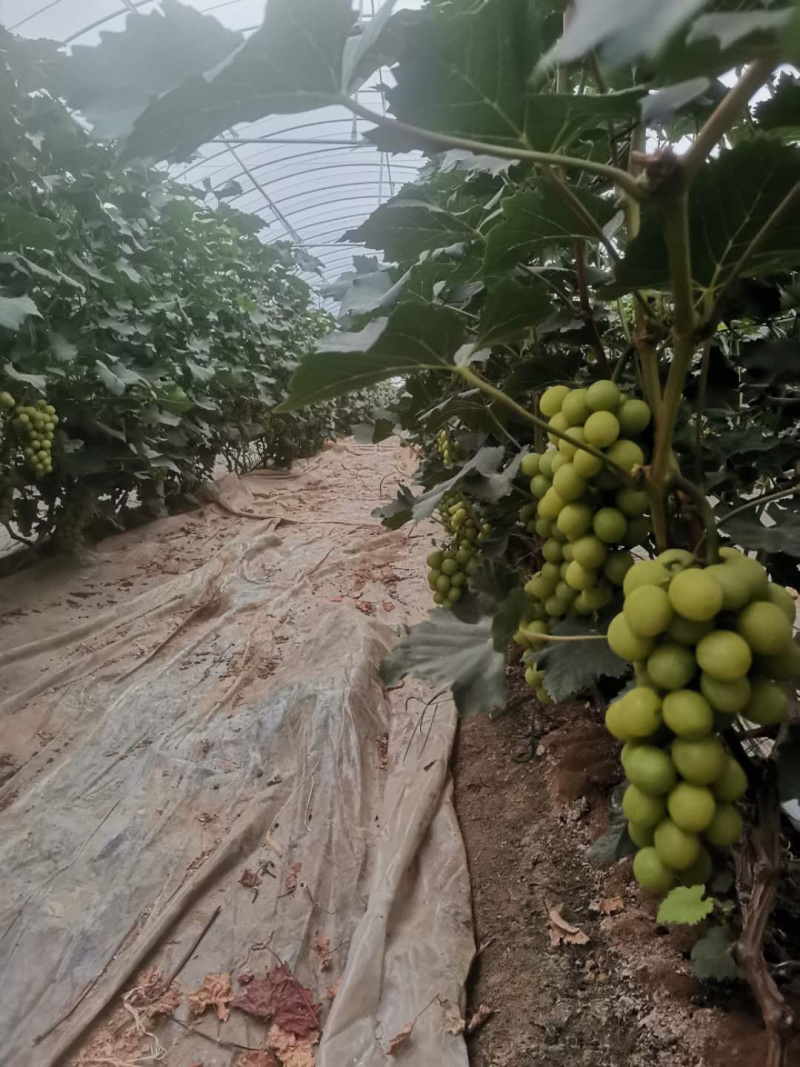 山东潍坊玫瑰香，葡萄精品一级果。粒大串美！