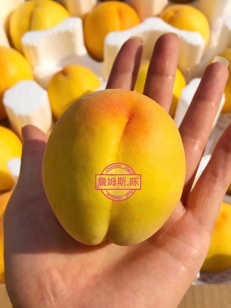 锦绣黄桃早熟产地台州量大从忧