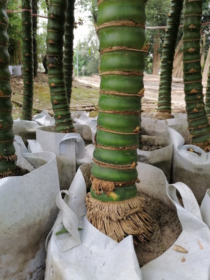 佛肚竹5到9公分精品货。