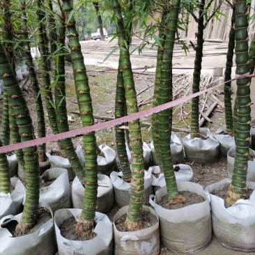 佛肚竹5到9公分精品货。