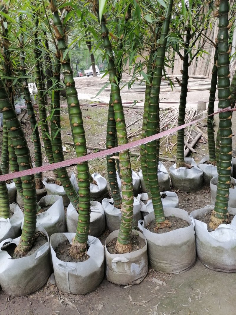 佛肚竹5到9公分精品货。