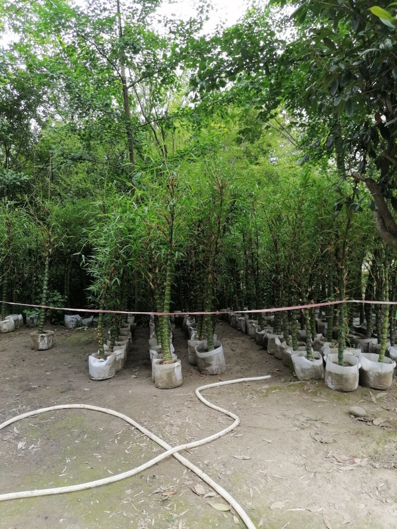 佛肚竹5到9公分精品货。