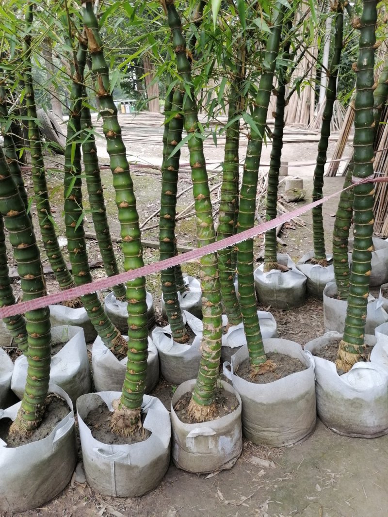 佛肚竹5到9公分精品货。