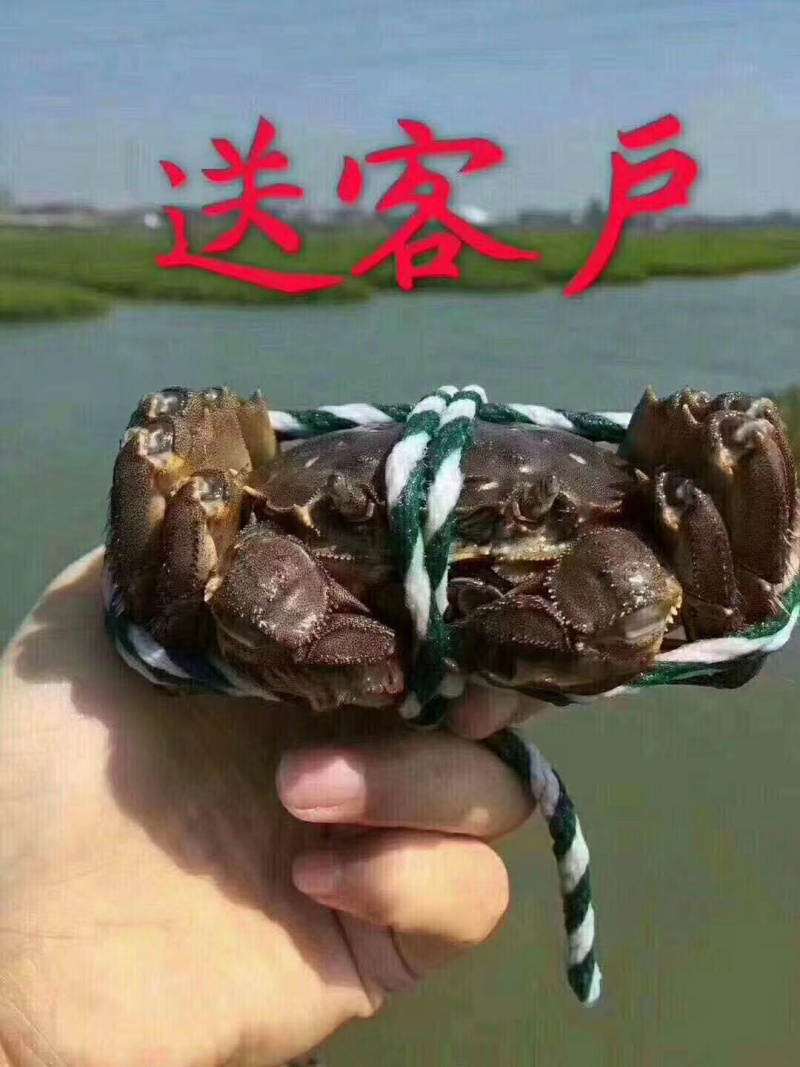 兴化大闸蟹河蟹六月黄公母不分童子蟹供应超市火锅店电商
