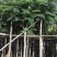 大量5-10凤凰木现货出售，价格美丽，需要的老板请联系