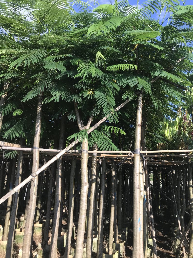 大量5-10凤凰木现货出售，价格美丽，需要的老板请联系