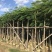 大量5-10凤凰木现货出售，价格美丽，需要的老板请联系