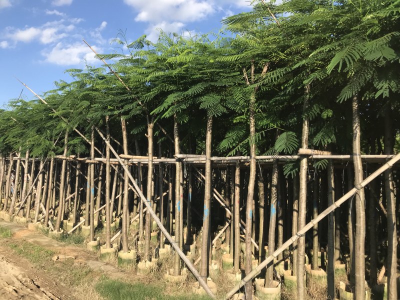 大量5-10凤凰木现货出售，价格美丽，需要的老板请联系