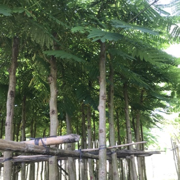 大量5-10凤凰木现货出售，价格美丽，需要的老板请联系