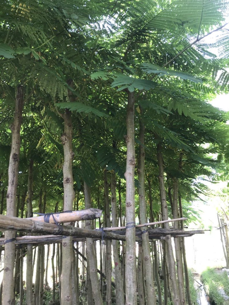 大量5-10凤凰木现货出售，价格美丽，需要的老板请联系