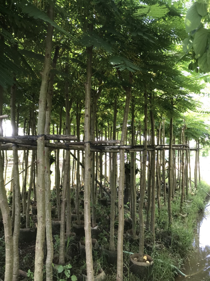 大量5-10凤凰木现货出售，价格美丽，需要的老板请联系