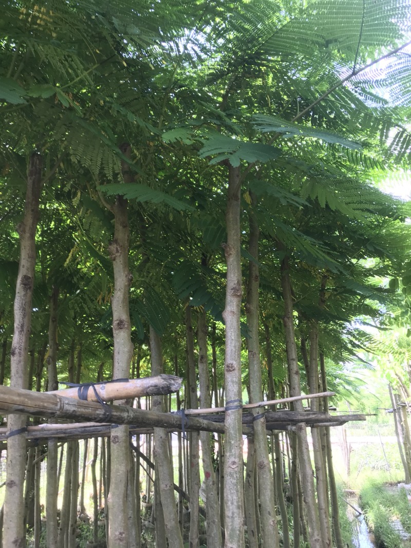 大量5-10凤凰木现货出售，价格美丽，需要的老板请联系