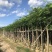 大量5-10凤凰木现货出售，价格美丽，需要的老板请联系
