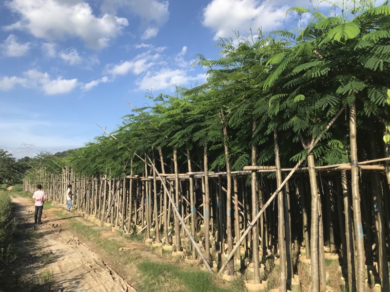 大量5-10凤凰木现货出售，价格美丽，需要的老板请联系