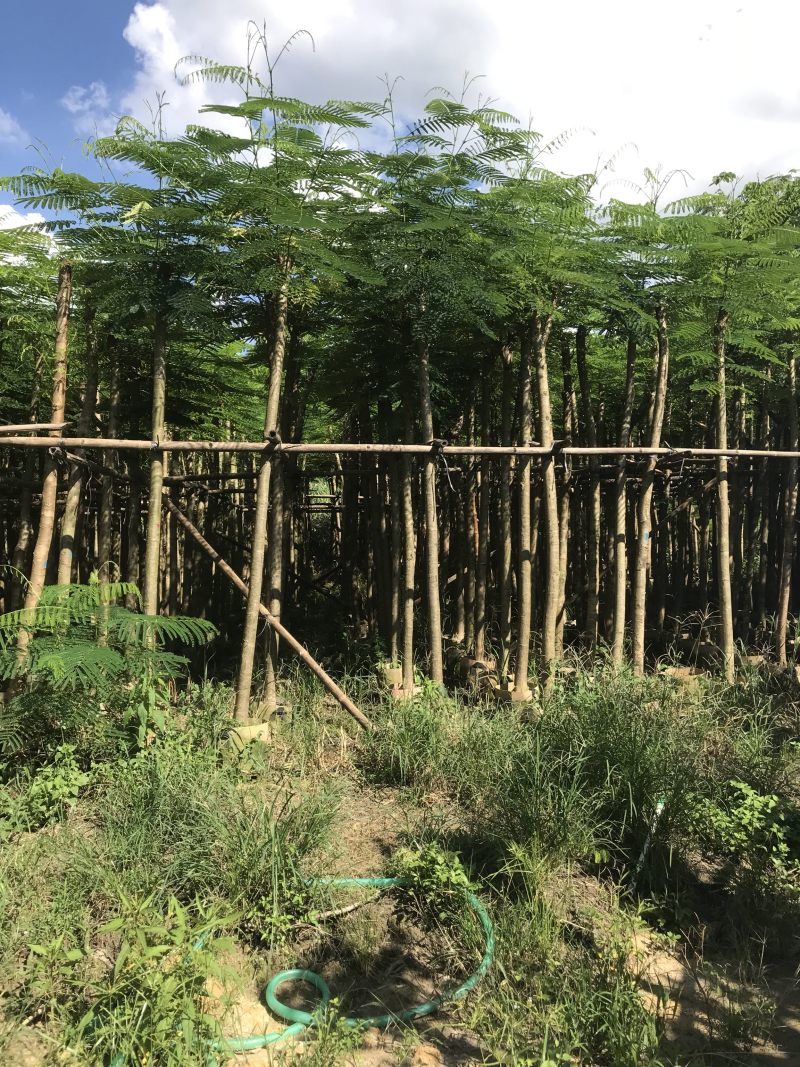 大量5-10凤凰木现货出售，价格美丽，需要的老板请联系
