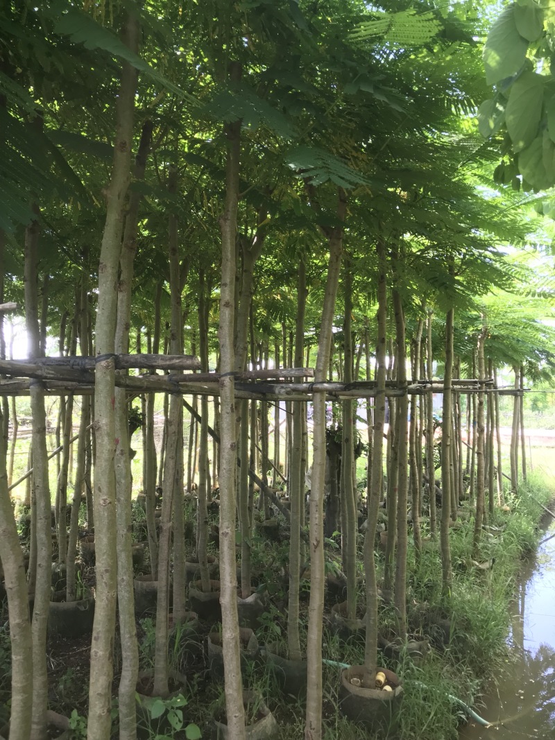 大量5-10凤凰木现货出售，价格美丽，需要的老板请联系