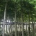 大量5-10凤凰木现货出售，价格美丽，需要的老板请联系