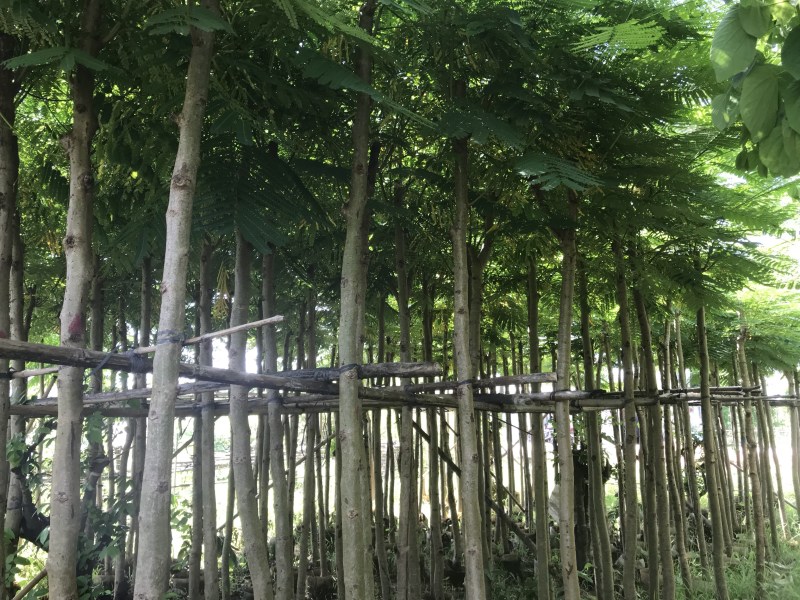 大量5-10凤凰木现货出售，价格美丽，需要的老板请联系
