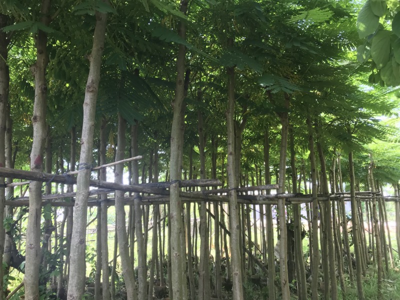 大量5-10凤凰木现货出售，价格美丽，需要的老板请联系
